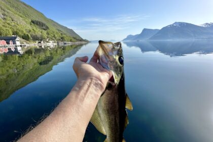 Hånd som holder opp en fanget fisk, med sjøen i bakgrunnen.