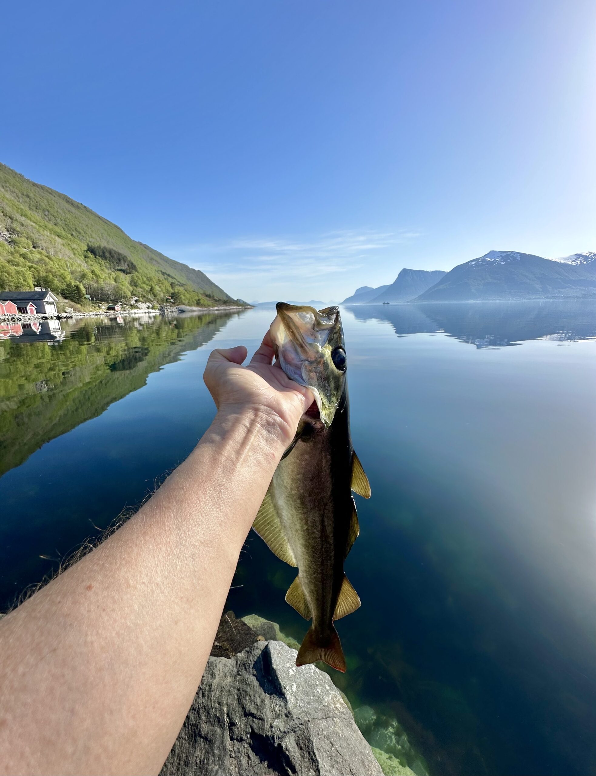 Hånd som holder opp en fanget fisk, med sjøen i bakgrunnen.